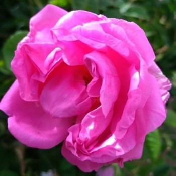  Chiết xuất hoa hồng tuyệt đối - Bulgarian Rose Absolute 